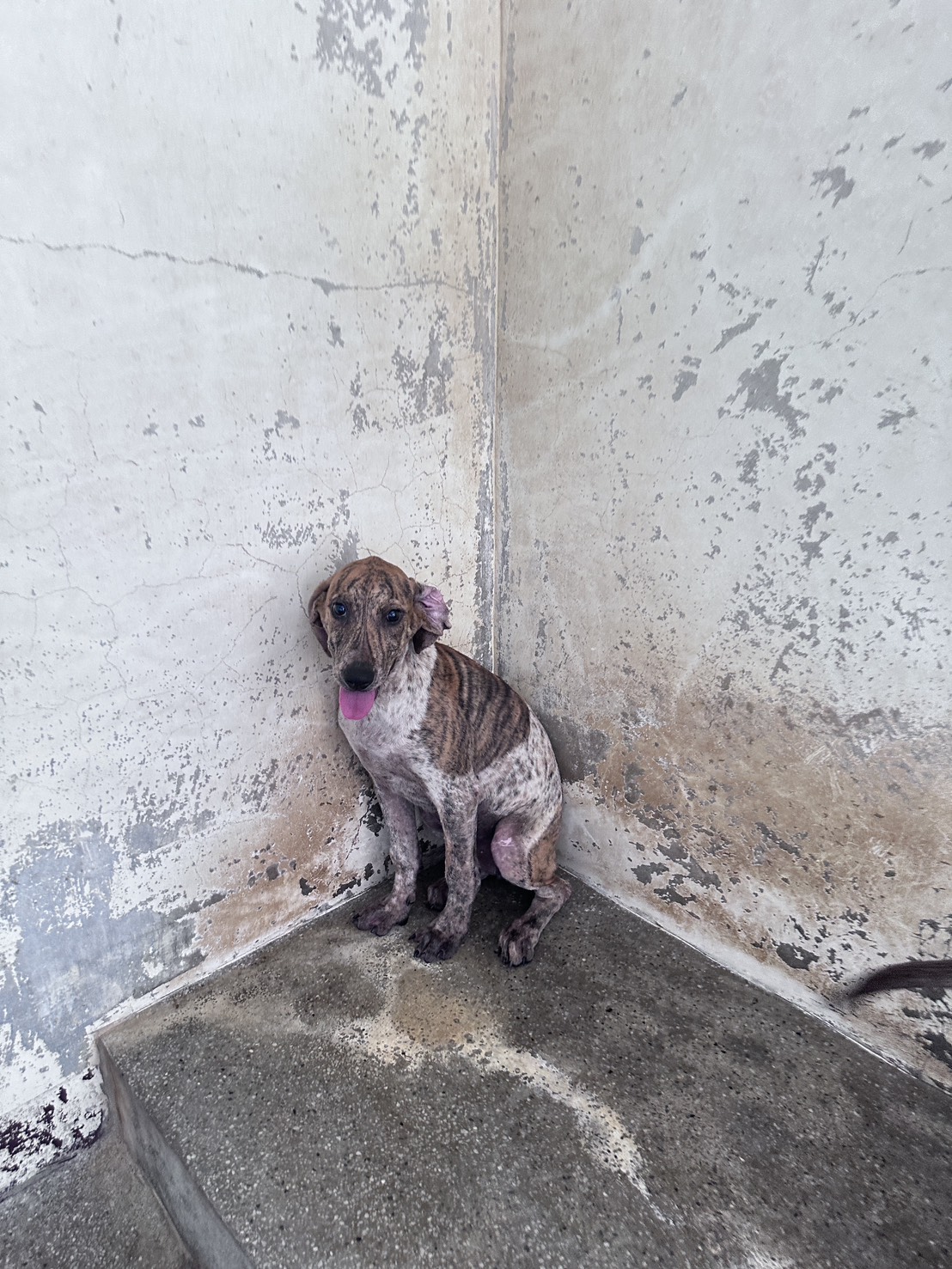 Chienne croisée femelle jeune (fauve et blanc), Moyen, refuge n° …2038. Tout l'animal.