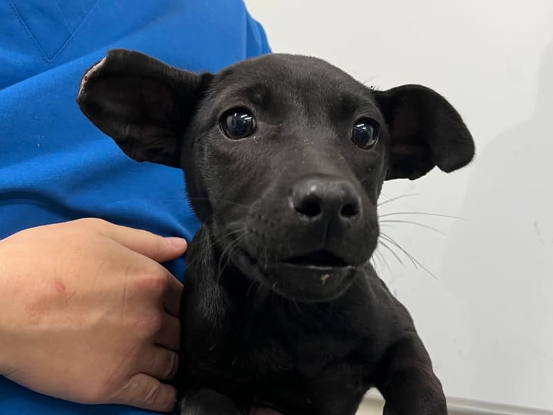 Perra mestiza hembra joven (negro), Pequeño, refugio n.º …2605. Más cerca de la cara.