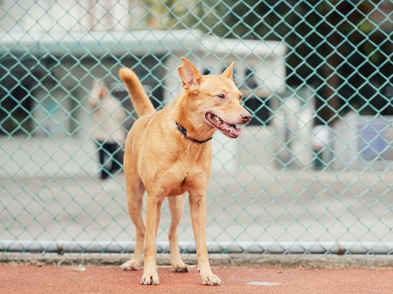 Perra mestiza hembra adulta (canela), Mediano, refugio n.º …2515. Todo el animal.