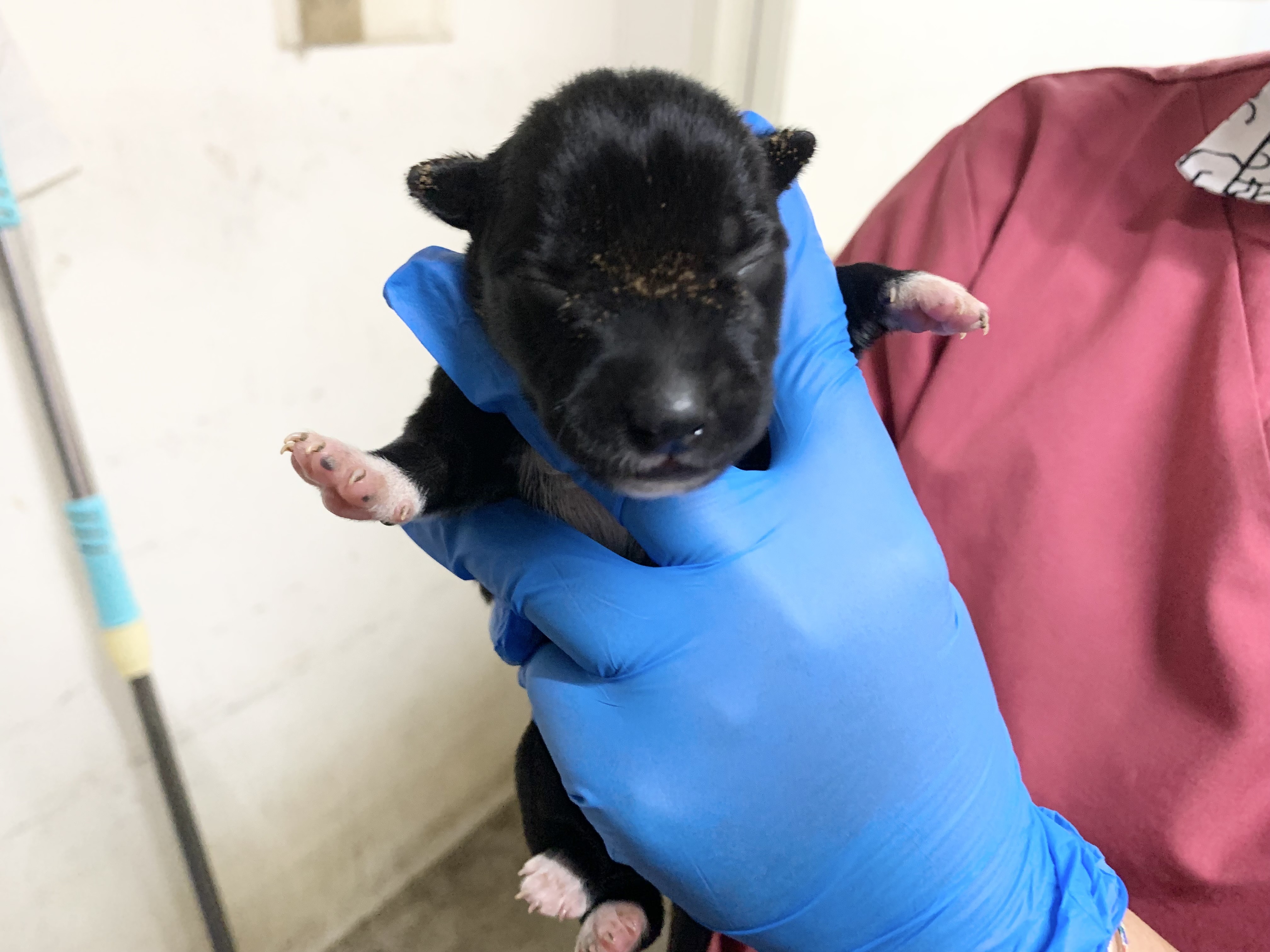 Chien croisé mâle jeune (noir et blanc), Petit, refuge n° …2111. Plus près du visage.