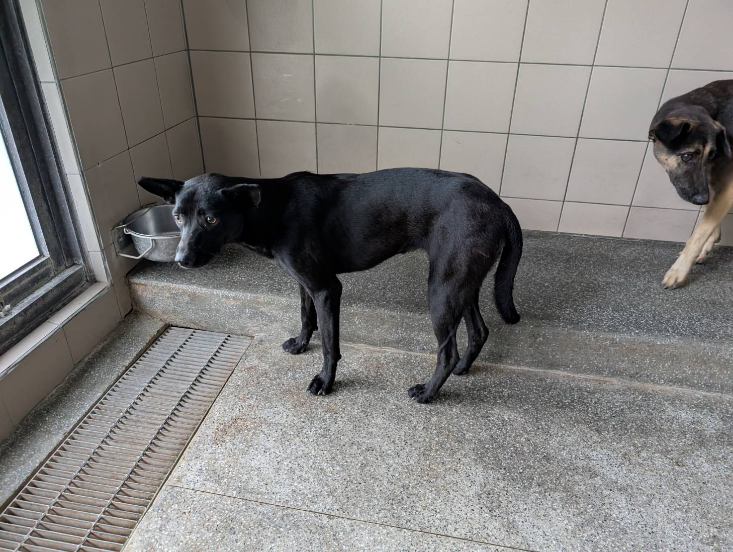 ミックス犬(メス・成犬・黒)、大型, 施設番号 …2903. 顔のアップです。