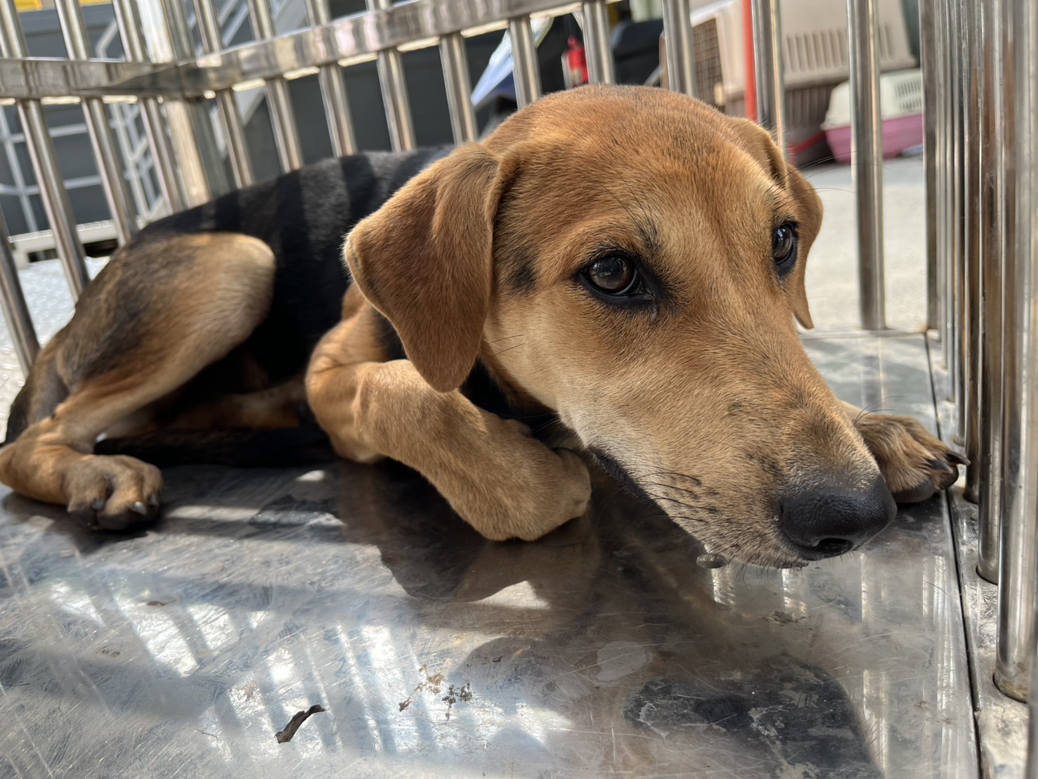 Adult male mixed-breed dog, Medium, shelter no. …1002