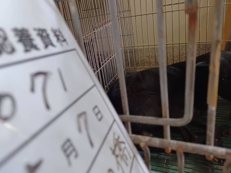 ミックス犬(オス・成犬・黒)、大型, 施設番号 …071D. 顔のアップです。