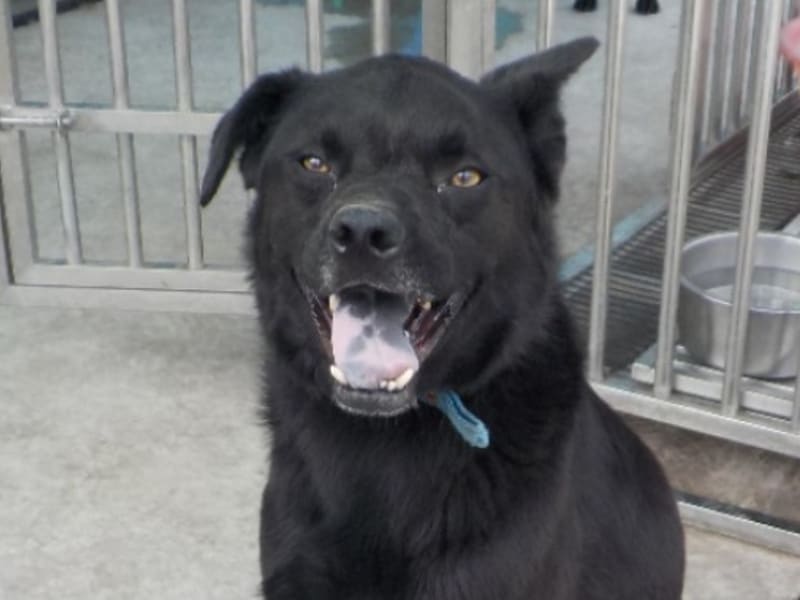 Perro mestizo macho adulto (negro), Grande, refugio n.º …4793. Más cerca de la cara.