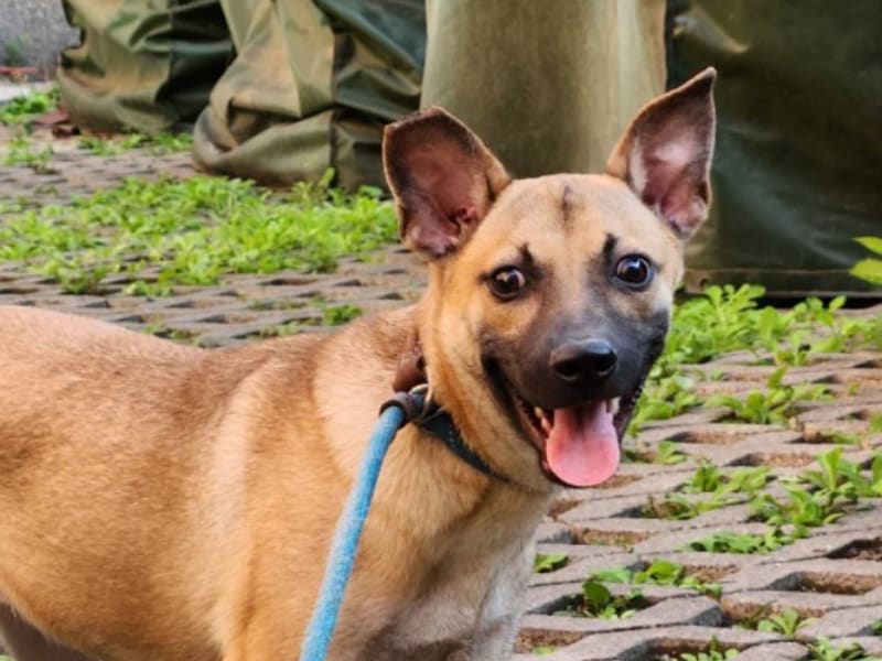 ミックス犬(メス・若い・茶)、小型, 施設番号 …3003. 顔のアップです。