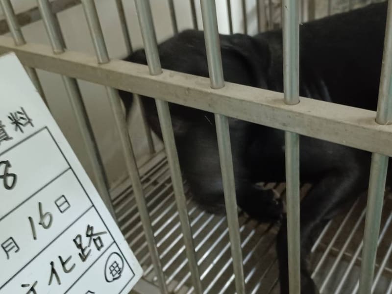 ミックス犬(メス・成犬・黒)、大型, 施設番号 …108D. 顔のアップです。