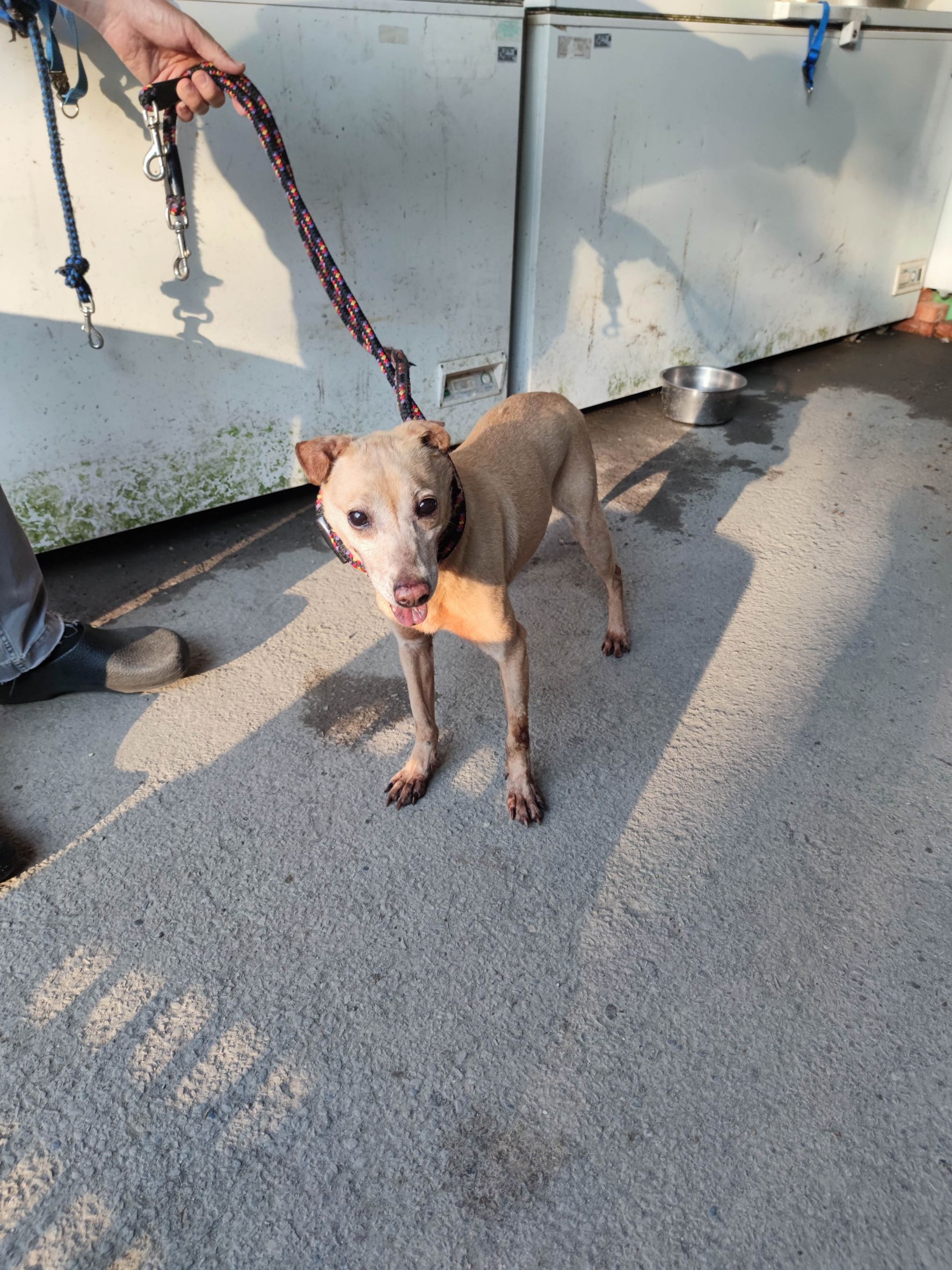 Chienne croisée femelle adulte (fauve), Moyen, refuge n° …3003. Tout l'animal.