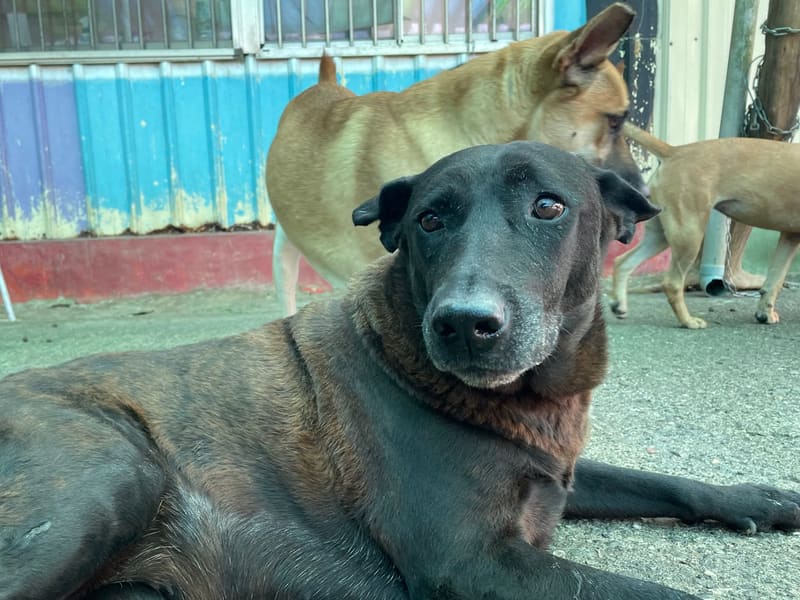 Perra mestiza hembra adulta (negro), Mediano, refugio n.º …3004. Más cerca de la cara.