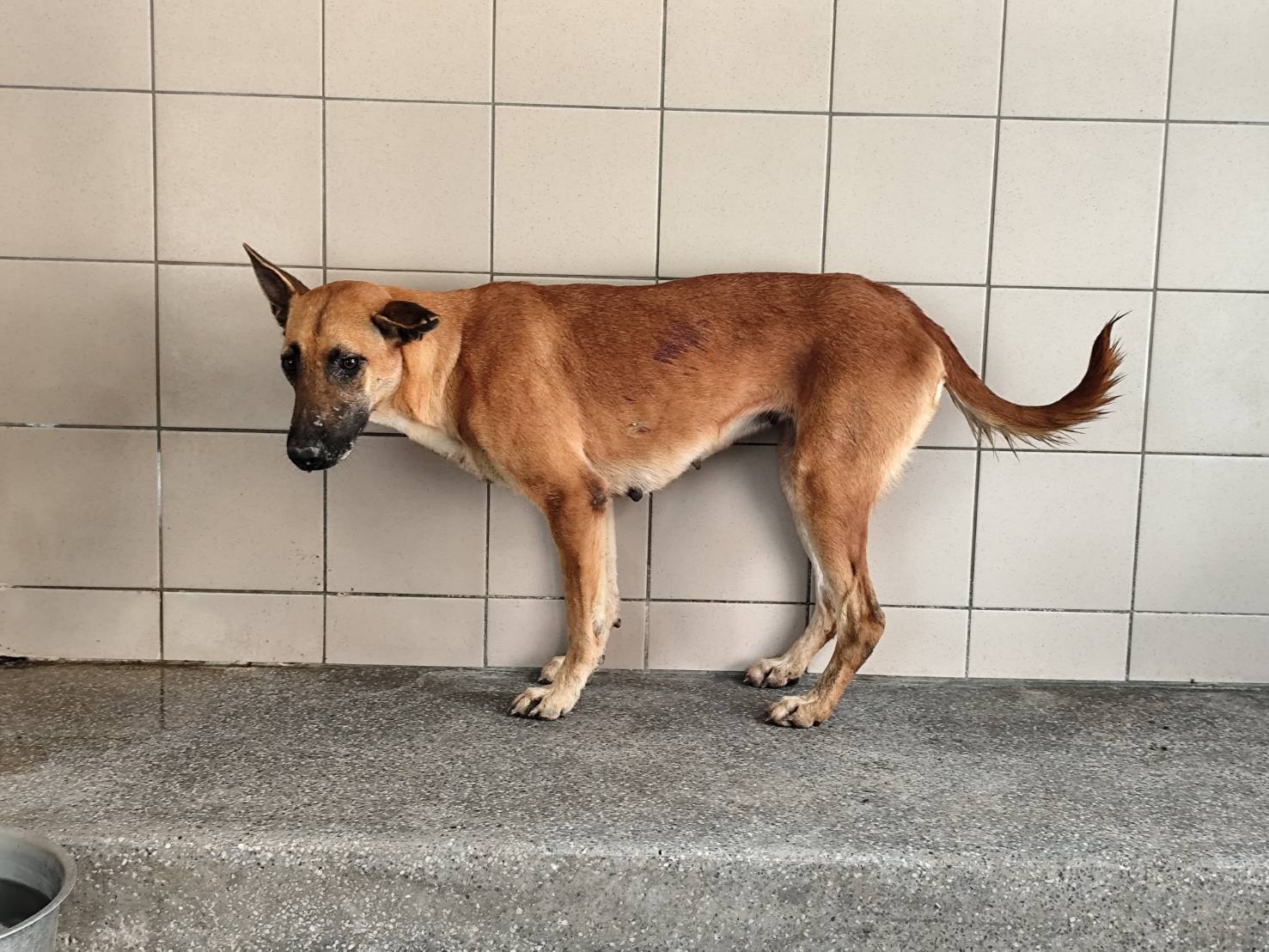 Tan adult female mixed-breed dog, Large, shelter no. …1801. The whole animal.