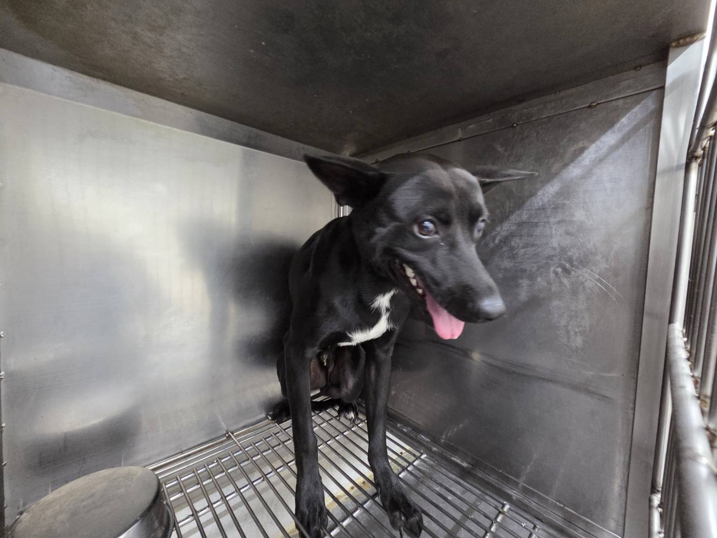 Black-and-white adult male mixed-breed dog, Medium, shelter no. …1709