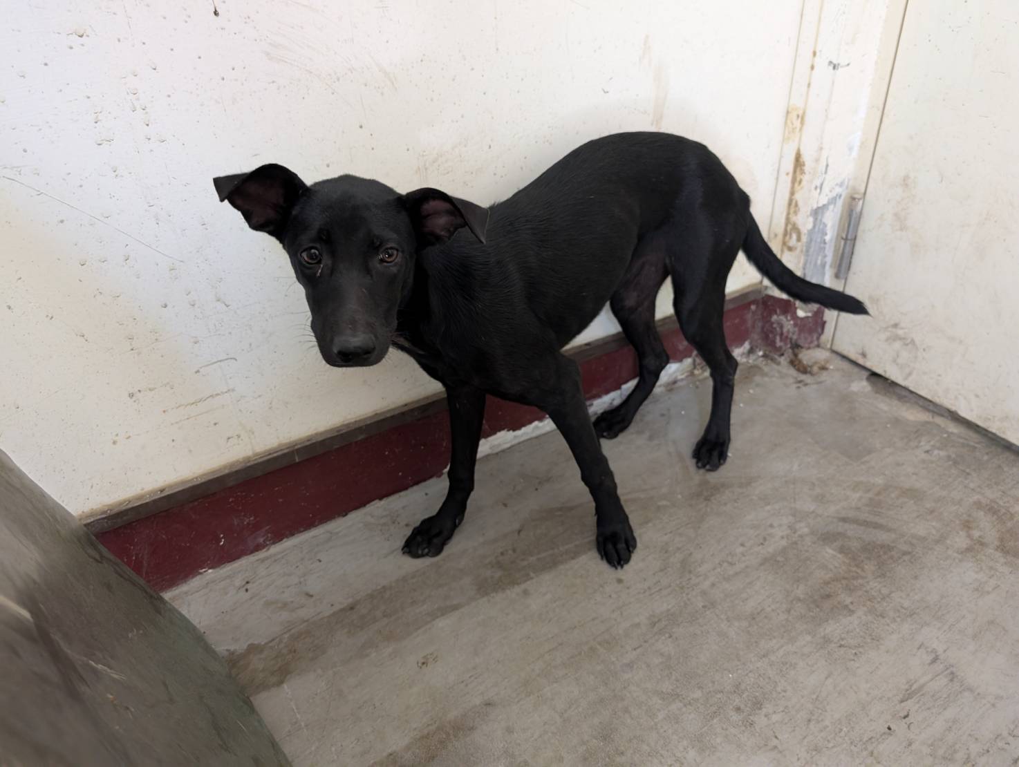Perra mestiza hembra adulta (negro), Grande, refugio n.º …2014. Más cerca de la cara.