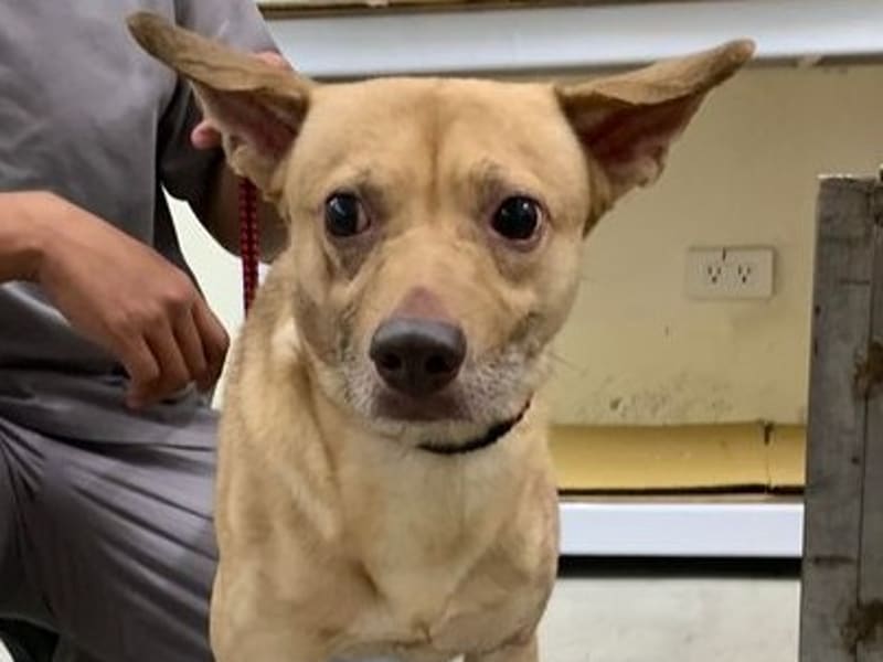Brown adult male mixed-breed dog, Medium, shelter no. …0404. Closer on the face.