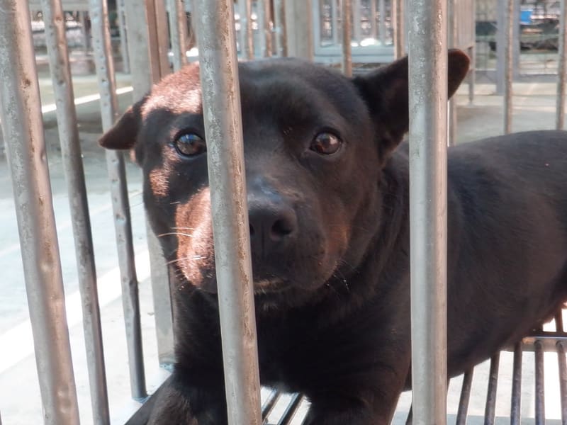 Chien croisé mâle adulte (noir), Moyen, refuge n° …4870. Plus près du visage.