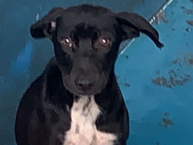 ミックス犬（オス・成犬・黒）、大型, 施設番号 …1004. 顔のアップです。