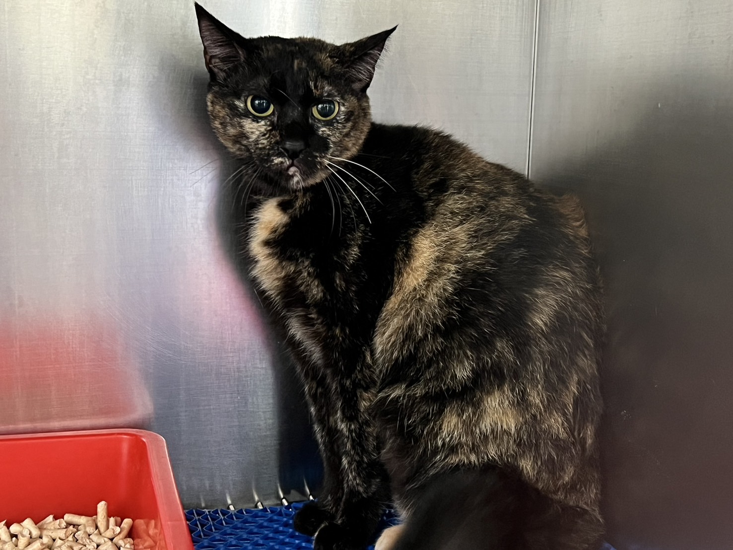 Gata mestiza hembra adulta, Mediano, refugio n.º …3002. Más cerca de la cara.