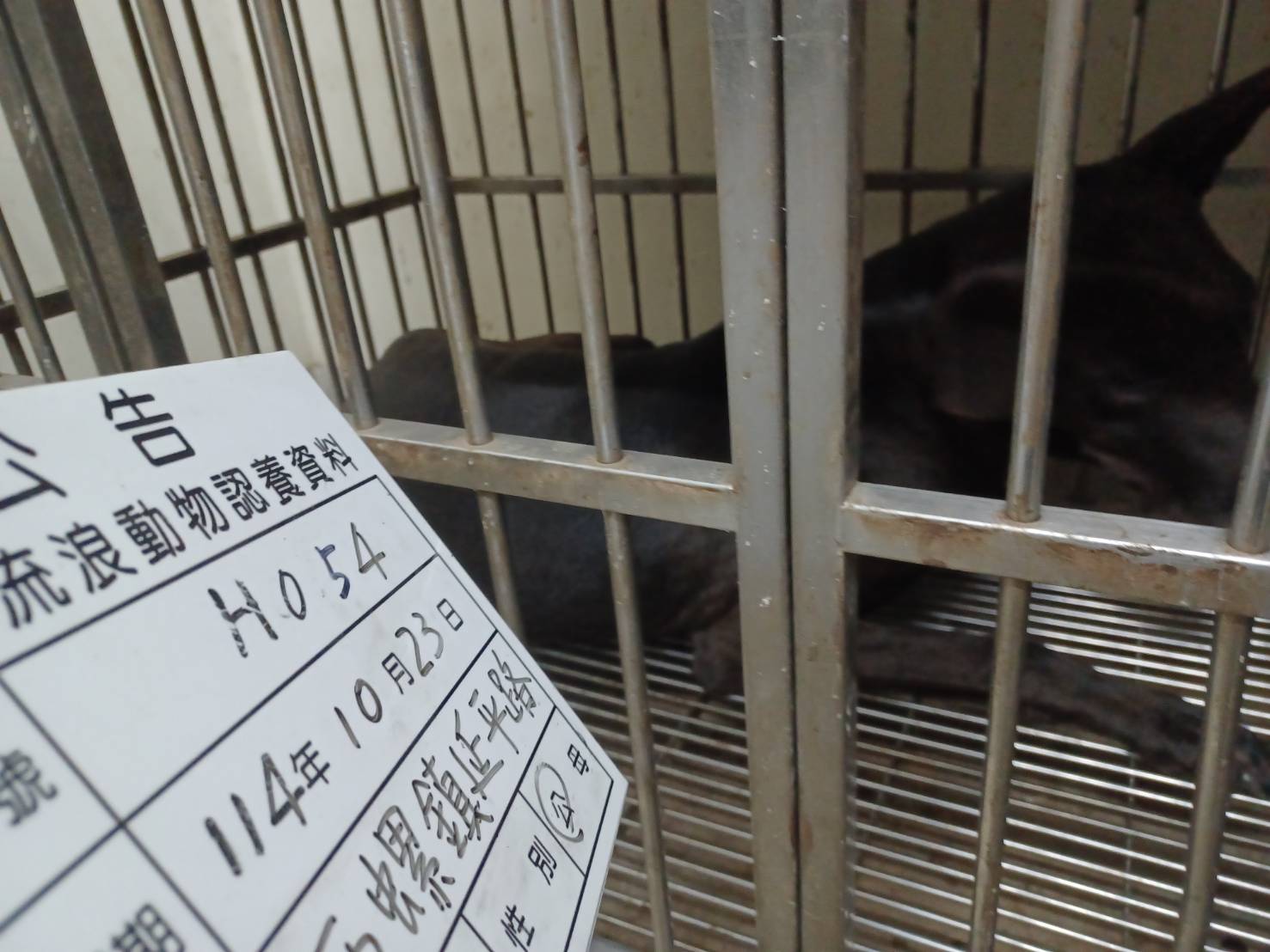 Black adult male mixed-breed dog, Large, shelter no. …054D. The whole animal.