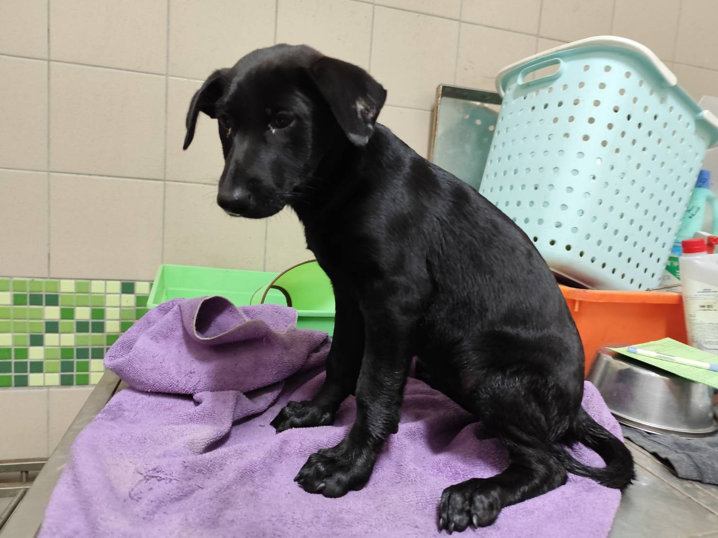 Chienne croisée femelle jeune (noir), Moyen, refuge n° …1213. Plus près du visage.