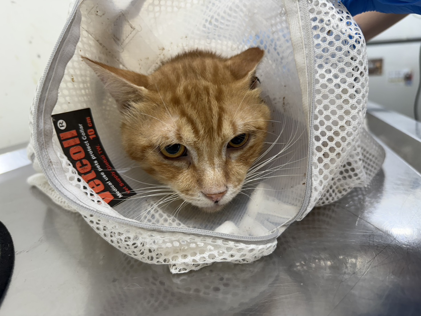 Orange tabby adult male mixed-breed cat, Medium, shelter no. …1709