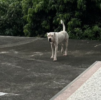 ミックス犬(メス・成犬・黒と白)、大型, 施設番号 …054D. 顔のアップです。