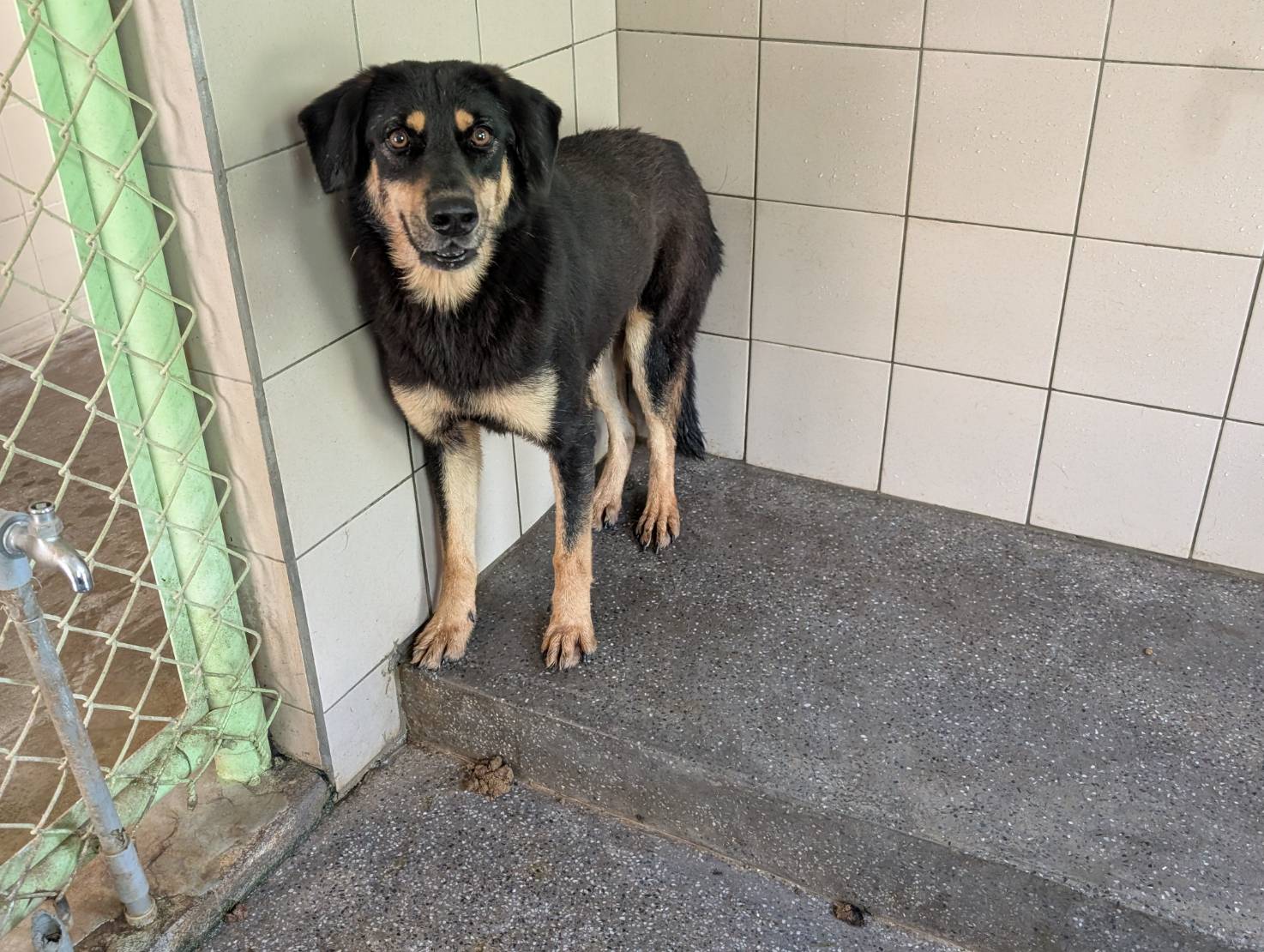 Perra mestiza hembra adulta (negro), Grande, refugio n.º …1504. Más cerca de la cara.