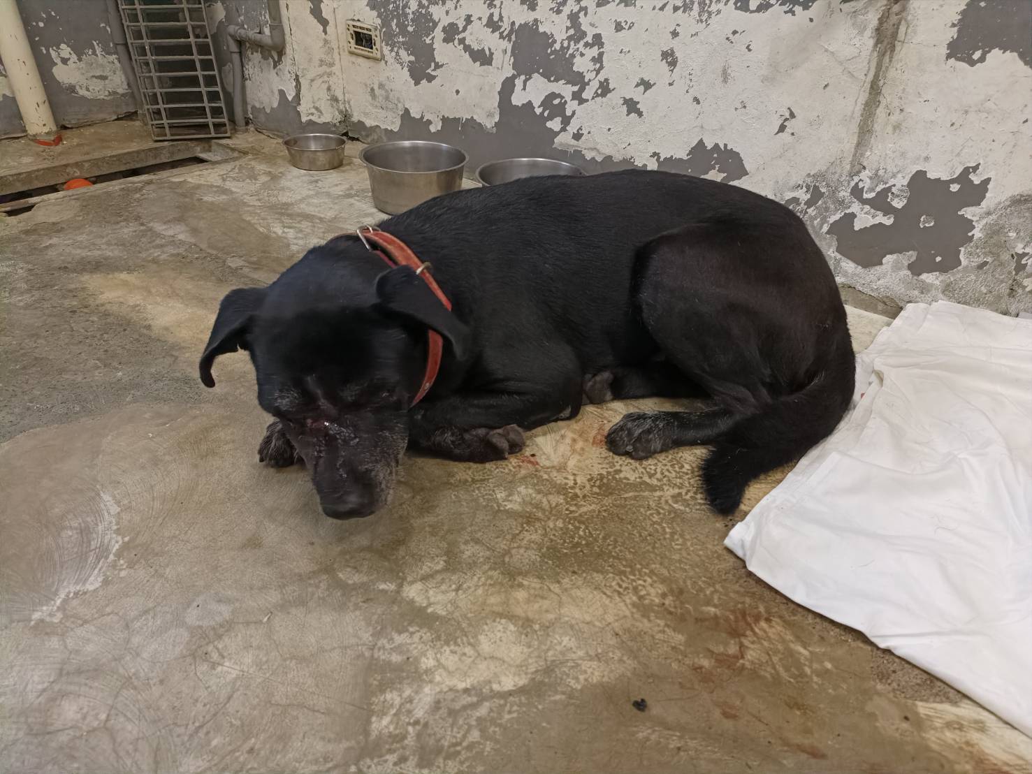 ミックス犬(オス・成犬・黒)、中型, 施設番号 …6003. 全身です。