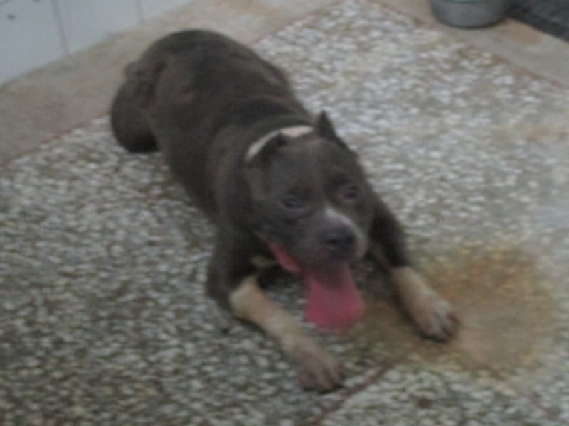 pitbull (Lalaki, Matanda na, kayumanggi at abuhin), Malaki, blg. ng shelter …6A23. Ang buong hayop.