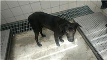 ミックス犬(メス・成犬・黒)、中型, 施設番号 …4009