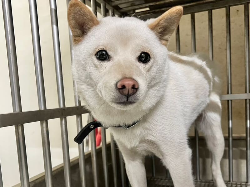White adult female Shiba Inu, Small, shelter no. …6001. Closer on the face.