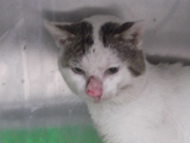 Chat croisé mâle adulte (blanc), Grand, refuge n° …C1-1. Plus près du visage.