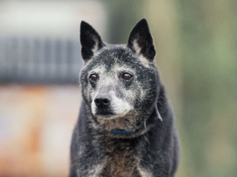 黑色成年母混种犬,中型, 收容编号 …2514. 脸部特写。