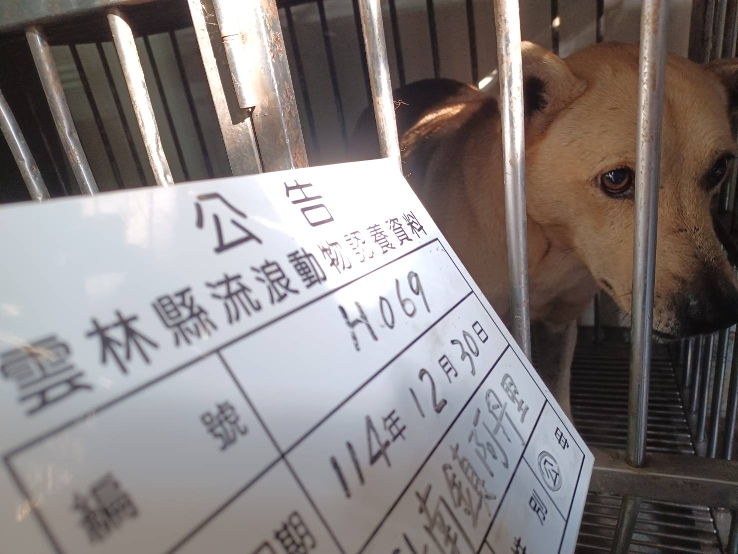 Chó lai (Đực, Trưởng thành, vàng), Lớn, số trại …069D. Cận cảnh khuôn mặt.