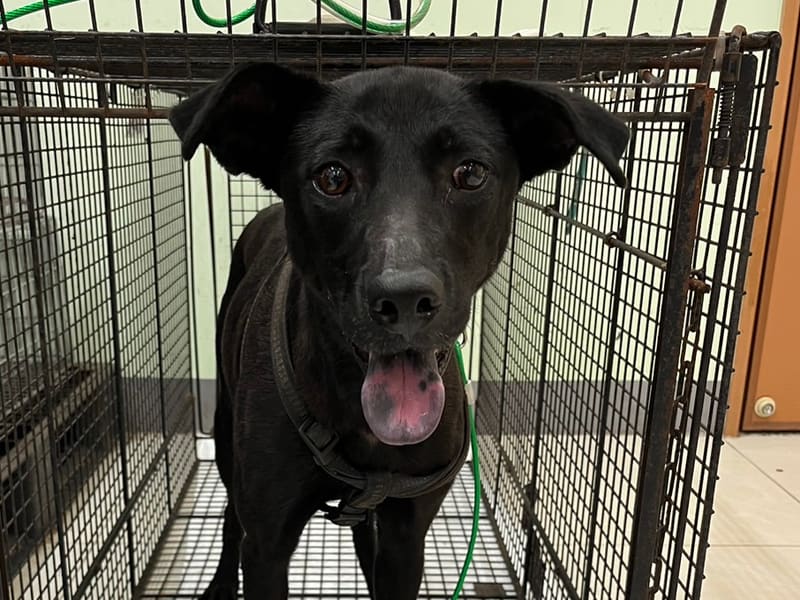 ミックス犬(メス・成犬・黒)、中型, 施設番号 …3D01. 顔のアップです。