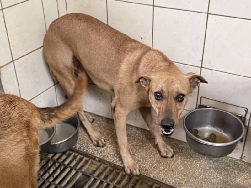 Perro mestizo macho adulto (canela), Grande, refugio n.º …1A24. Todo el animal.