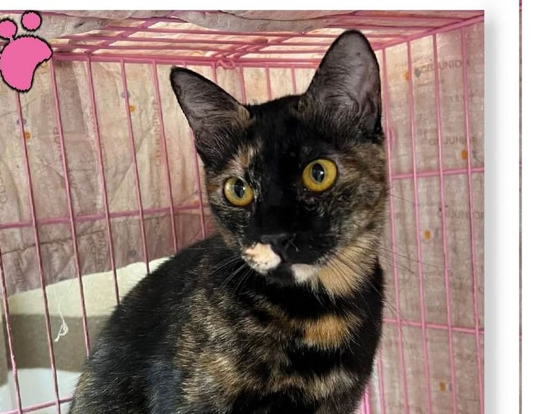Chatte croisée femelle adulte (noir et fauve), Moyen, refuge n° …2803. Plus près du visage.