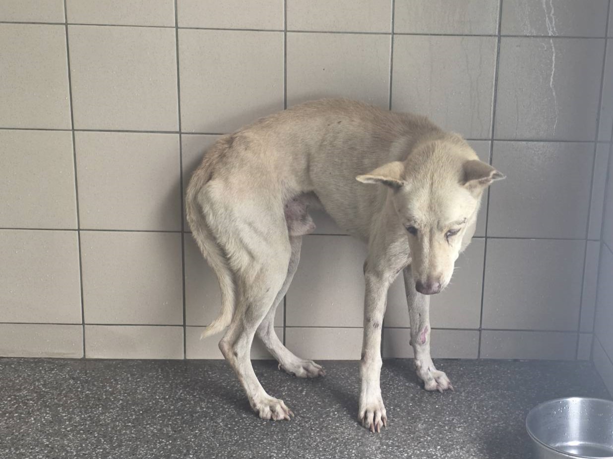Tan adult male mixed-breed dog, Large, shelter no. …2906. The whole animal.