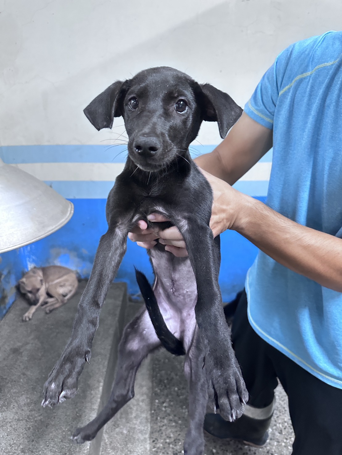Black young female mixed-breed dog, Medium, shelter no. …7002. Closer on the face.