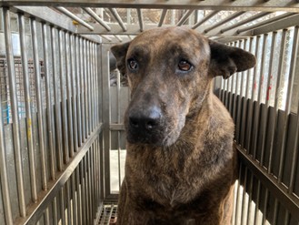 ミックス犬(メス・成犬・トラ)、大型, 施設番号 …4001. 顔のアップです。
