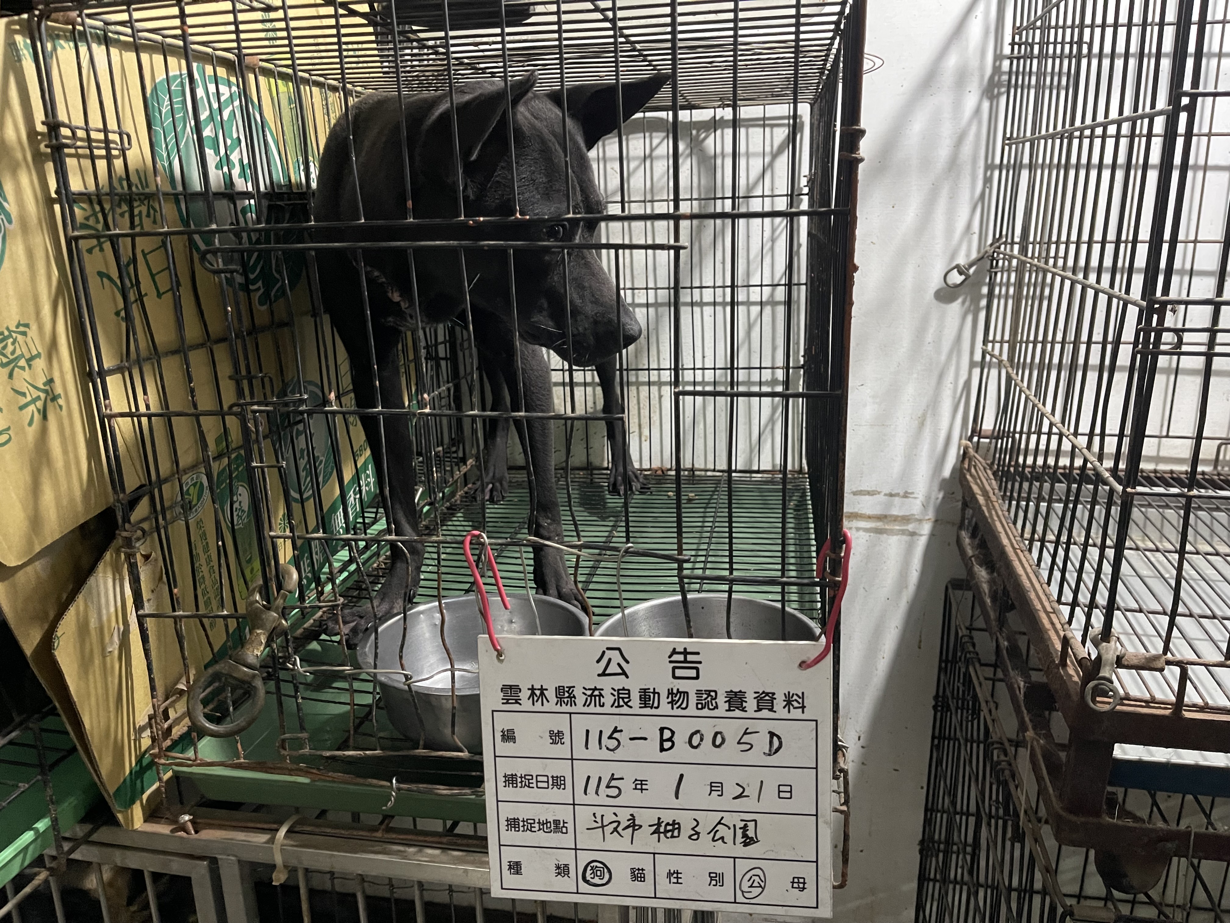 ミックス犬（オス・成犬・黒）、中型, 施設番号 …005D. 顔のアップです。