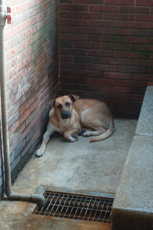 Perra mestiza hembra adulta (canela), Grande, refugio n.º …0277. Más cerca de la cara.