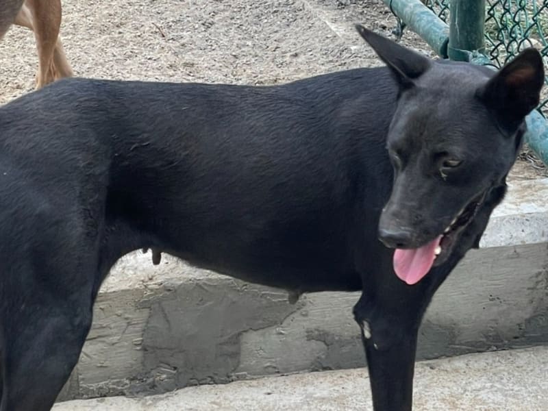 ミックス犬(メス・成犬・黒)、中型, 施設番号 …0003. 顔のアップです。