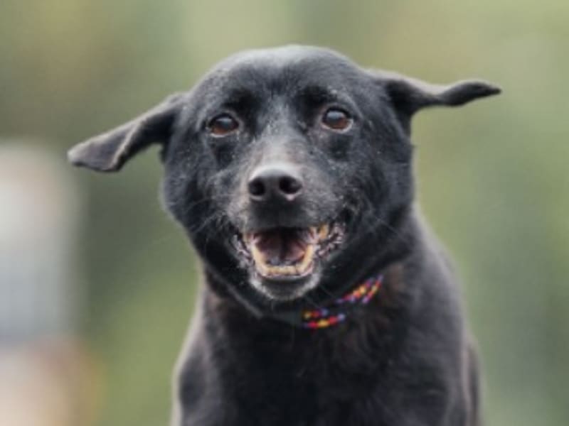 黑色成年母混种犬,中型, 收容编号 …2405. 脸部特写。