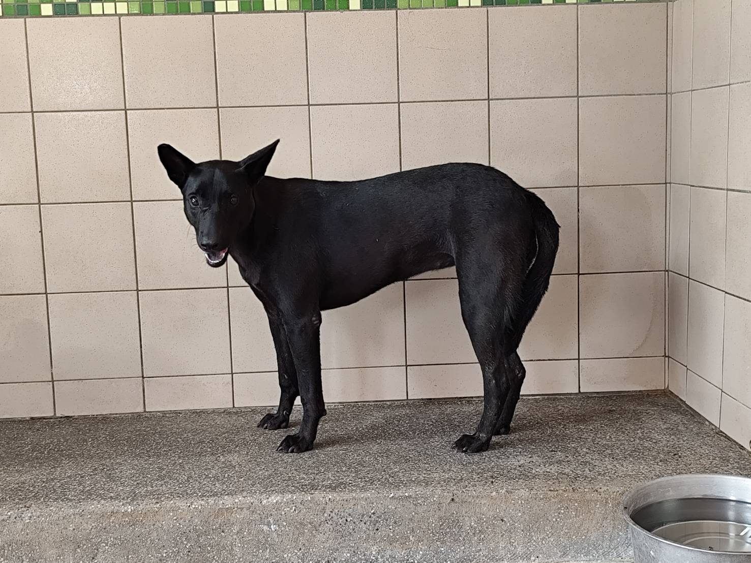 믹스견 (암컷, 성견, 검은색), 대형, 보호소 번호 …3101. 동물의 전체 모습이에요.
