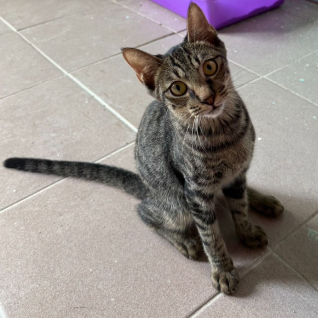 Tabby young male mixed-breed cat, Small, shelter no. …4-01. Closer on the face.