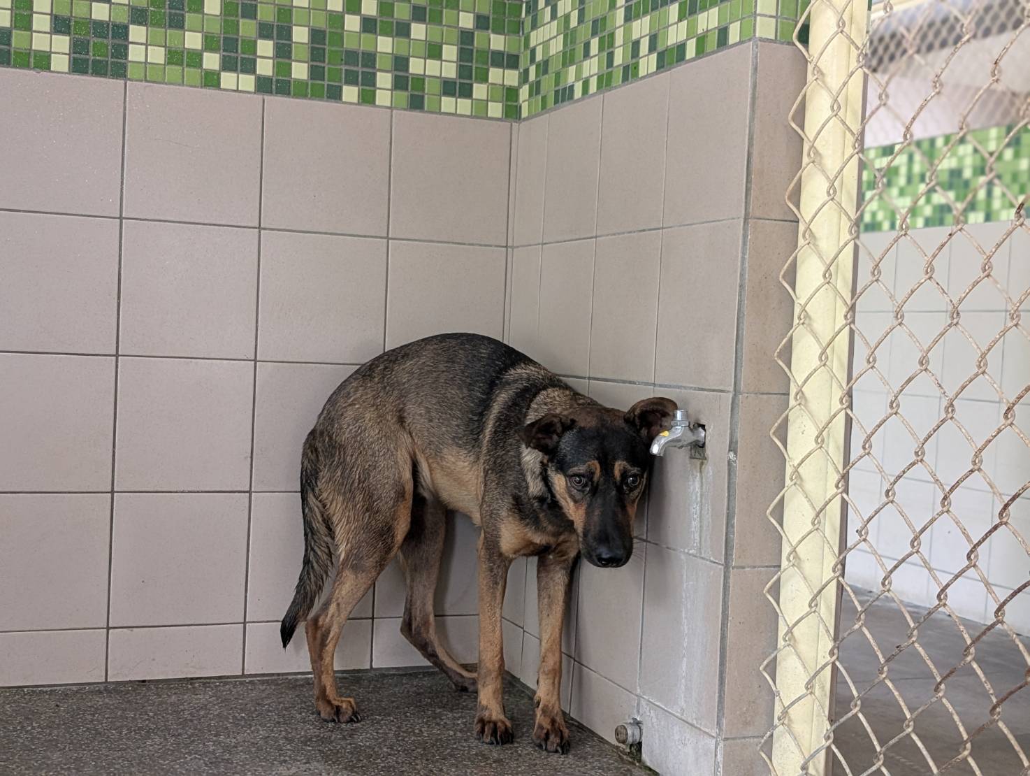 Perra mestiza hembra adulta (negro), Grande, refugio n.º …2319. Todo el animal.