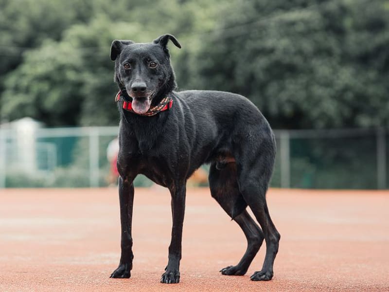 Perro mestizo macho adulto (negro), Mediano, refugio n.º …0106. Todo el animal.