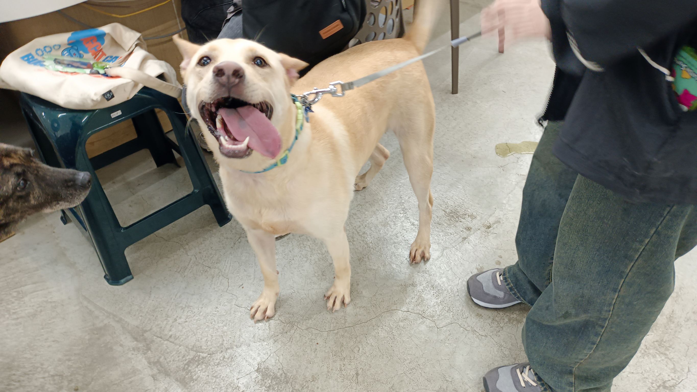ミックス犬(メス・成犬・クリーム)、大型, 施設番号 …1201. 顔のアップです。