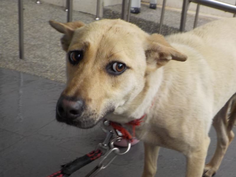 黄色成年母混种犬,中型, 收容编号 …4890. 脸部特写。