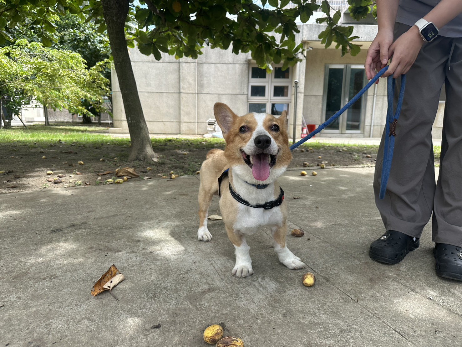 Corgi galés macho adulto (canela y blanco), Mediano, refugio n.º …1001. Más cerca de la cara.