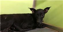 Black adult female mixed-breed dog, Medium, shelter no. …1312