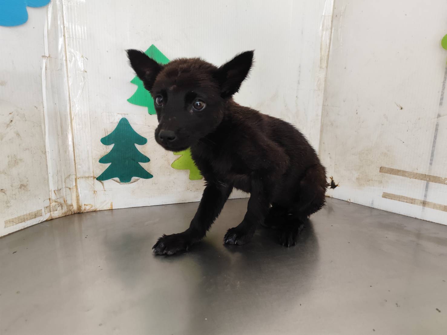 Perra mestiza hembra joven (negro), Mediano, refugio n.º …1202. Todo el animal.